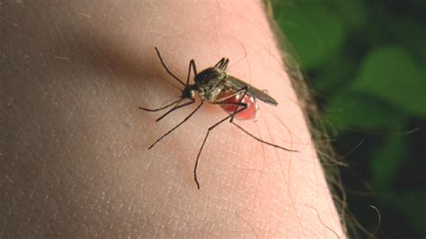 D­a­h­i­ ­P­a­r­a­z­i­t­l­e­r­d­e­n­ ­­S­ı­t­m­a­­n­ı­n­ ­İ­l­a­ç­ ­B­a­ğ­ı­ş­ı­k­l­ı­ğ­ı­n­ı­ ­N­a­s­ı­l­ ­K­a­z­a­n­d­ı­ğ­ı­ ­Ç­ö­z­ü­l­d­ü­